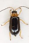 Luperus flavipes