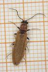 Denticollis linearis