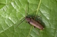 Arhopalus rusticus