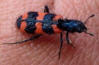 Trichodes alvearius