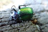 Calosoma sycophanta