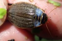 Acilius sulcatus