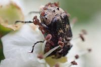 Valgus hemipterus