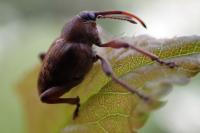 Curculio nucum