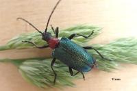 Gaurotes virginea