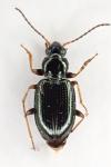 Bembidion deletum