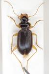 Leistus rufomarginatus
