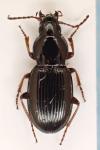 Pterostichus ovoideus