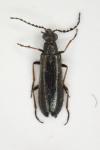 Dasytes plumbeus