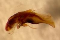 Bembidion deletum