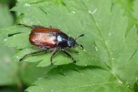 Phyllopertha horticola