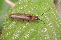Denticollis linearis