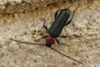 Phymatodes testaceus
