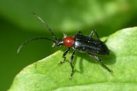 Dinoptera collaris