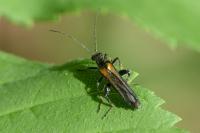 Oedemera pthysica