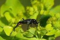 Rutpela nigra