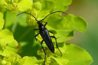 Rutpela nigra