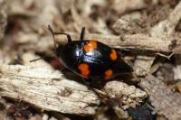 Scaphidium quadrimaculatum