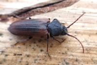 Asemum striatum