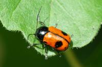 Cryptocephalus bipunctatus