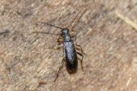 Grammoptera ruficornis