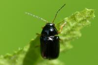 Cryptocephalus signatifrons