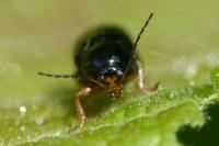 Cryptocephalus signatifrons