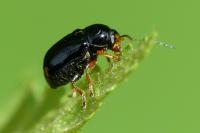 Cryptocephalus signatifrons