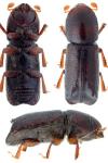 Xylocleptes bispinus