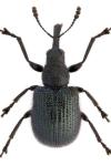 Neocoenorrhinus germanicus
