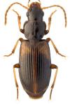 Acupalpus meridianus