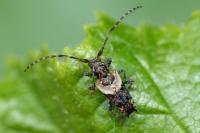 Pogonocherus hispidus