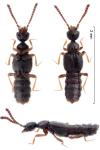 Autalia rivularis