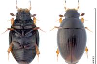 Cercyon pygmaeus