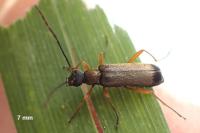 Grammoptera ustulata
