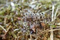 Aegomorphus clavipes