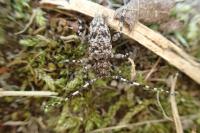 Aegomorphus clavipes