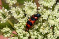 Trichodes alvearius