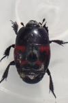 Hister quadrimaculatus