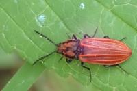 Anostirus purpureus
