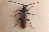 Tetropium fuscum