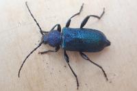 Callidium violaceum
