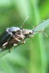 Plateumaris consimilis