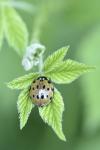 Anatis ocellata