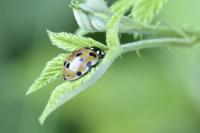 Anatis ocellata