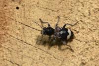 Clerus mutillarius