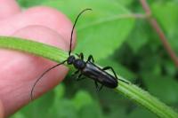 Anoplodera sexguttata