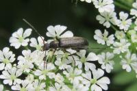 Grammoptera ruficornis