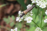 Oedemera pthysica