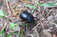 Timarcha tenebricosa